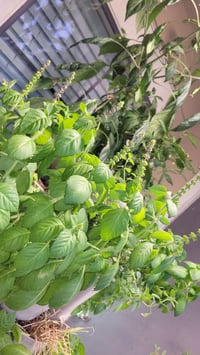 Image 2 of Non GMO Holy Basil Seeds 