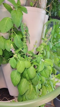 Image 3 of Non GMO Holy Basil Seeds 