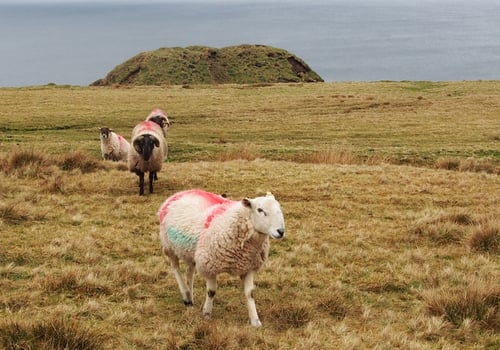 Image of GLENULA SHEEP 72 / RONAN DILLON