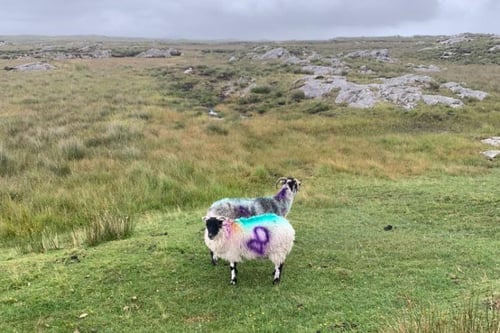 Image of DERGUNLAGH SHEEP 75 / RONAN DILLON