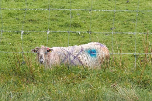 Image of GLENAMOY SHEEP 73 / RONAN DILLON