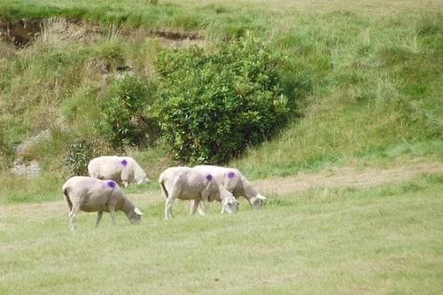 Image of ACHILL SHEEP 74