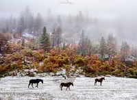 Three Horses II