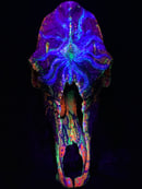 Image 4 of "Static After Death" on bovine skull