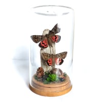Image 2 of  Crimson Underwing Moth Pair Woodland Habitat Jar
