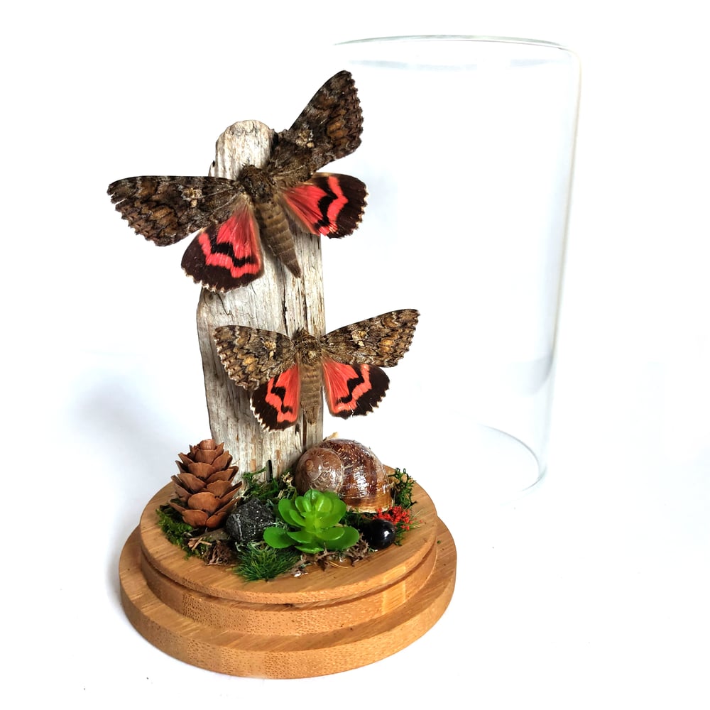 Image of  Crimson Underwing Moth Pair Woodland Habitat Jar