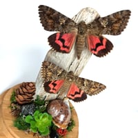 Image 4 of  Crimson Underwing Moth Pair Woodland Habitat Jar