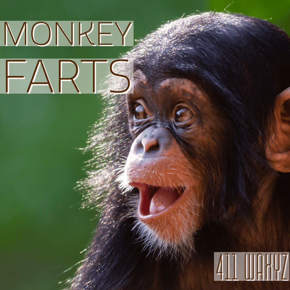 Image of Monkey Farts
