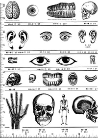 Image 1 of Skulls & Body Body Rubber Stamps P63