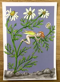 A5 Postcard - Chamomile