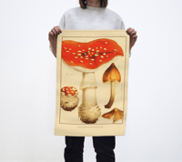 Image 1 of Poisonous Mushrooms Tea Towel 