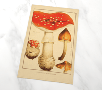 Image 2 of Poisonous Mushrooms Tea Towel 