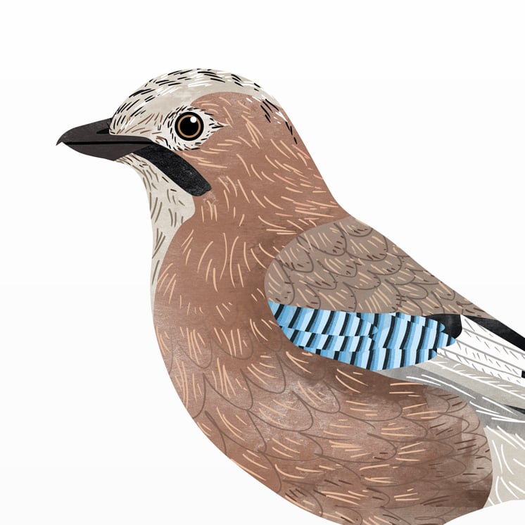 Print: Jay (Eichelhäher)