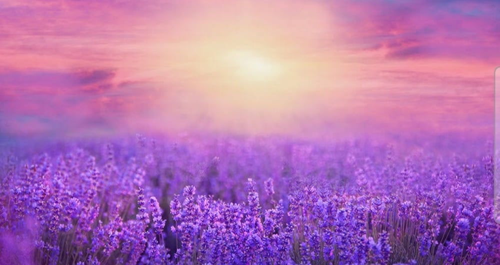 Image of The lavender collection