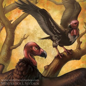 Image of Pondicherry Vulture: Losing Altitude - Art Print