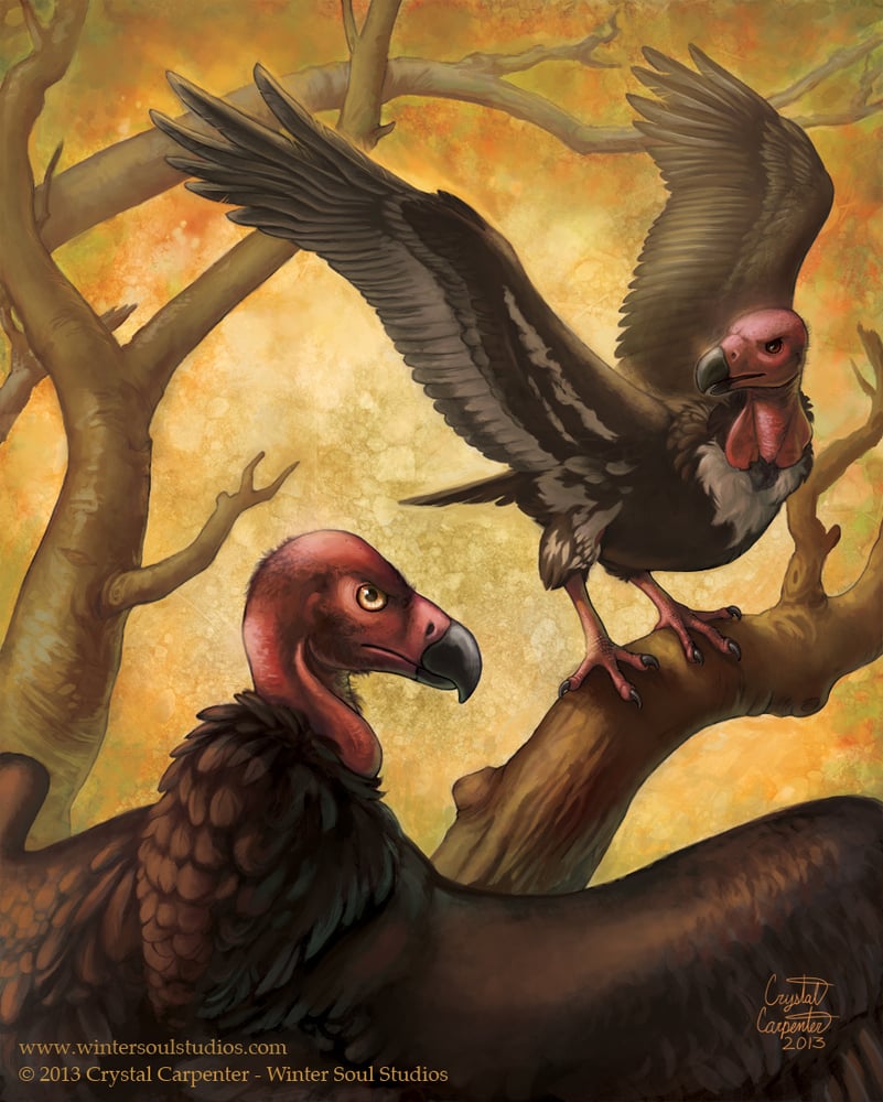Image of Pondicherry Vulture: Losing Altitude - Art Print