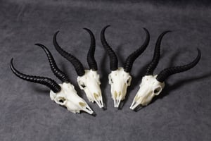 Image of Mini Springbok Skull 4 Inch (REPLICA)