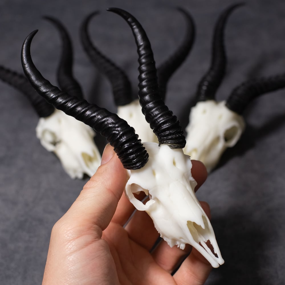 Image of Mini Springbok Skull 4 Inch (REPLICA)