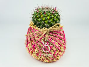 Image of Pink Cactus Kokedama