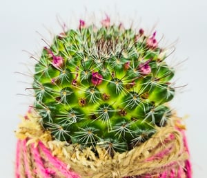 Image of Pink Cactus Kokedama