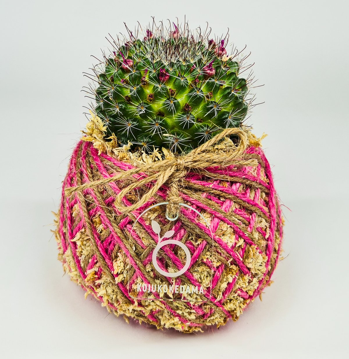 Image of Pink Cactus Kokedama