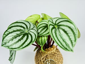 Image of Watermelon Peperomia Kokedama