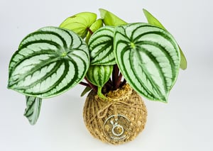 Image of Watermelon Peperomia Kokedama