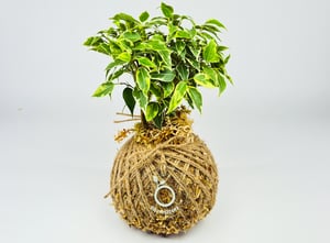 Image of Ficus Lovely Kokedama