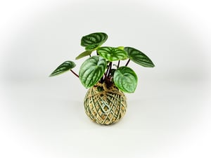 Image of Watermelon Peperomia with Green wrap Kokedama