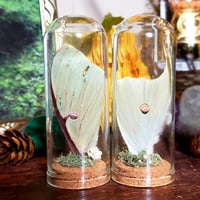 Image 1 of Luna Moth Appreciation Jars