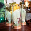 Luna Moth Appreciation Jars