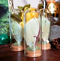 Image 3 of Luna Moth Appreciation Jars