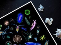 Image 3 of Plankton Poster InkTober Challenge Fine Art Print 