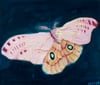 Pink moth