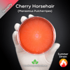 Cherry Horsehair (Marasmius Pulcherripes) Live Mycelium Mushroom Culture Spawn Seed