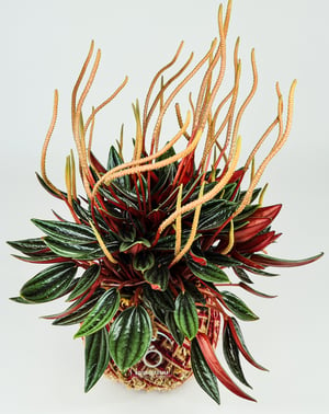 Image of Peperomia Rosso Kokedama with Red Wrap