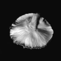 Image 1 of Mutable