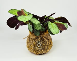 Image of Ctenanthe Amagris Kokedama