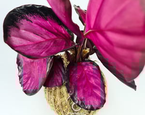 Image of Calathea Roxy Kokedama