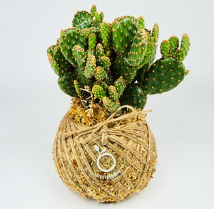 Image of Cactus Kokedama