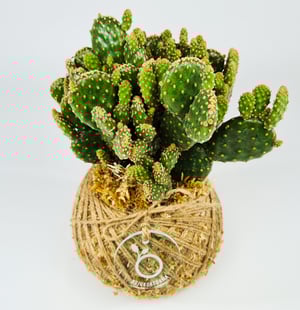 Image of Cactus Kokedama