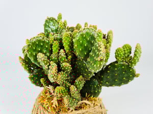 Image of Cactus Kokedama