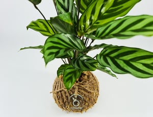Image of Calathea Freddy Kokedama