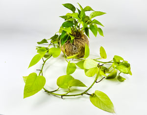 Image of Epipremnum Neon Kokedama