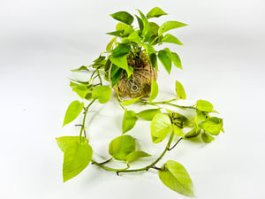 Image of Epipremnum Neon Kokedama