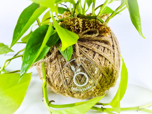 Image of Epipremnum Neon Kokedama