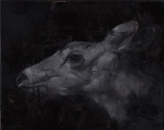 Image of Deer Portrait Study