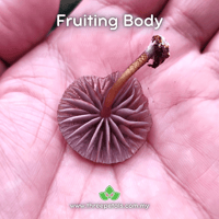 Image 2 of Night Fire (Mycena Noctilucens) Live Mycelium Mushroom Culture Spawn Seed