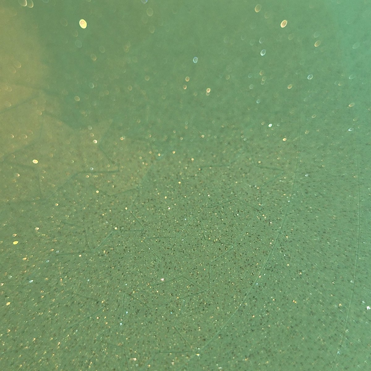 Sage Green Glitter Mask Squad Cartel