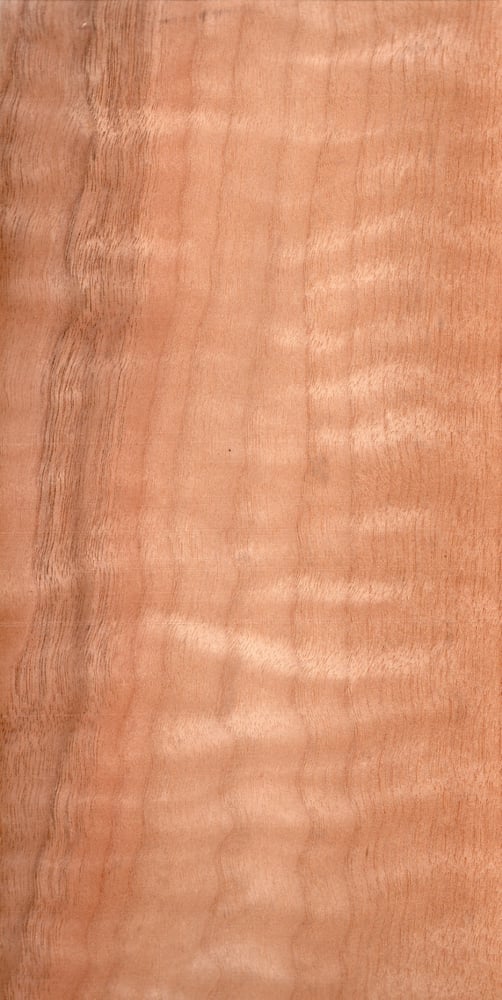 Image of Walnut (Sappy) (101)